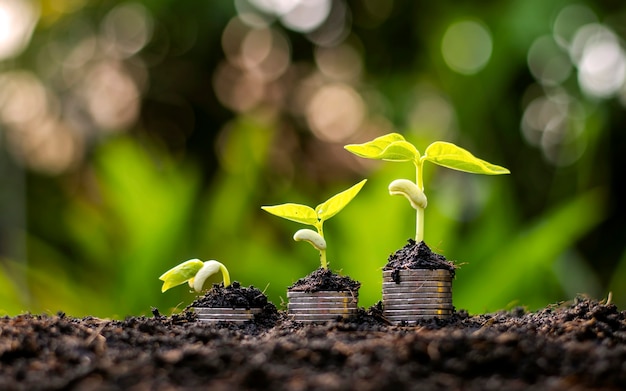 Plantas plantadas sobre un montón de monedas