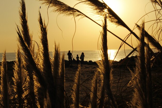 Foto plantas en la playa contra el cielo durante la puesta de sol