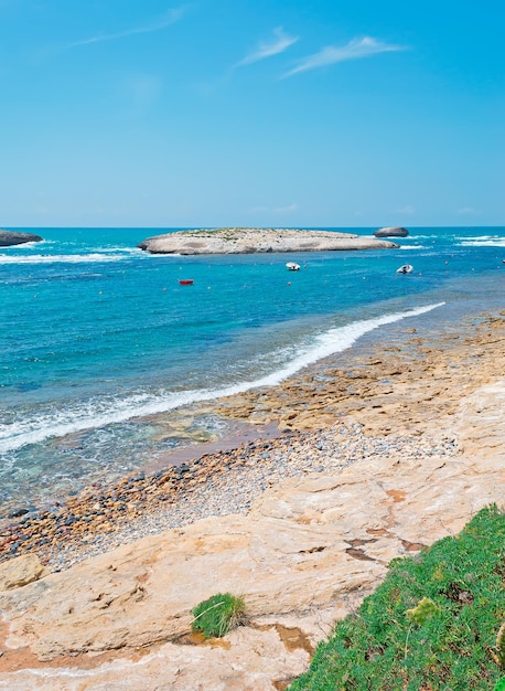 Plantas por uma costa com pedras e seixos