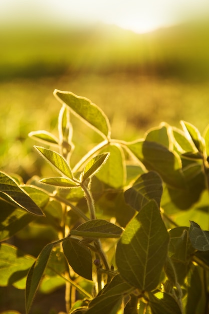 Foto plantas en puesta de sol a contraluz