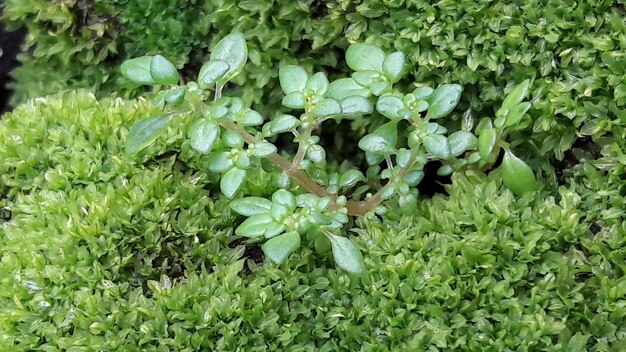 Plantas que crecen en el agua