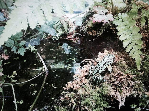 Foto plantas que crecen en el agua