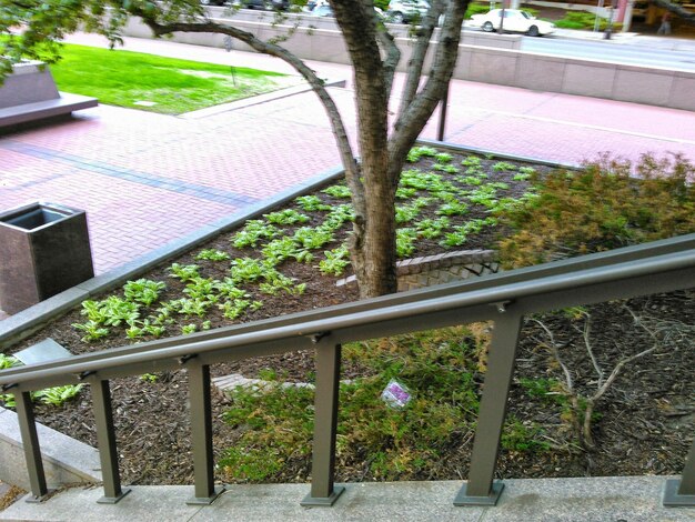 Foto plantas que crecen en un árbol