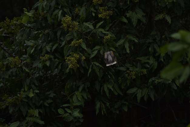 Foto plantas que crecen en un árbol