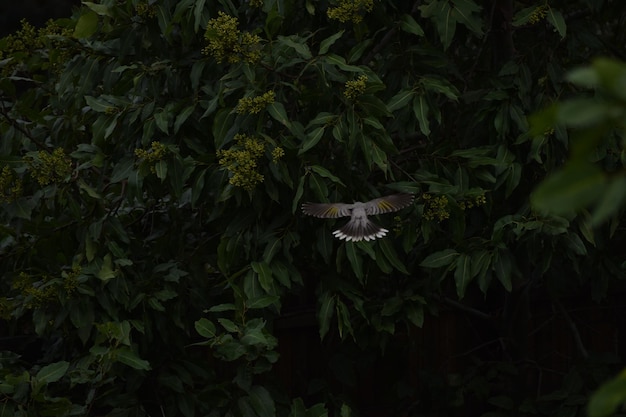 Foto plantas que crecen en un árbol