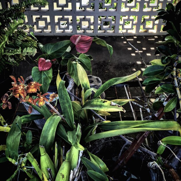 Foto plantas que crecen en un árbol