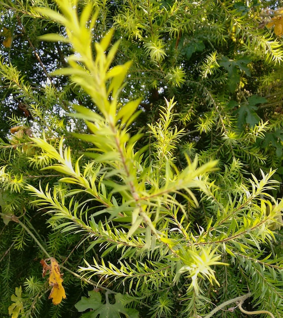 Foto plantas que crecen en los árboles