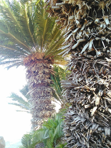 Plantas que crecen en los árboles