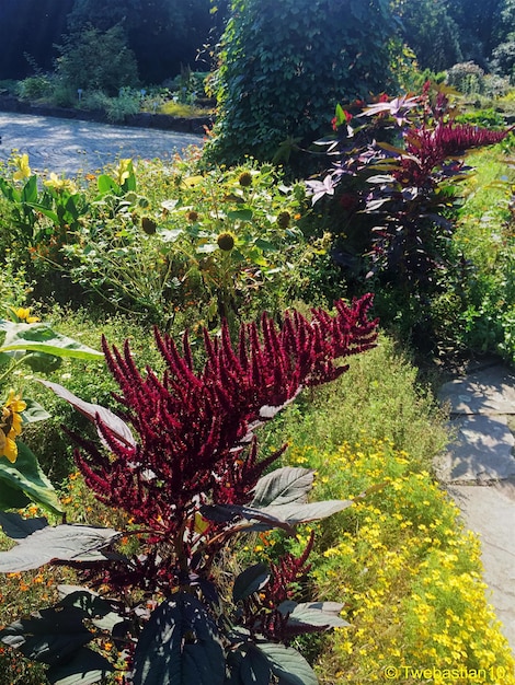 Plantas que crecen en los árboles