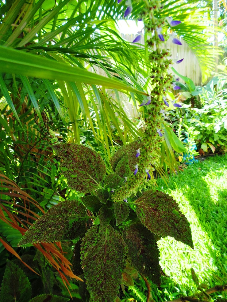Foto plantas que crecen en los árboles