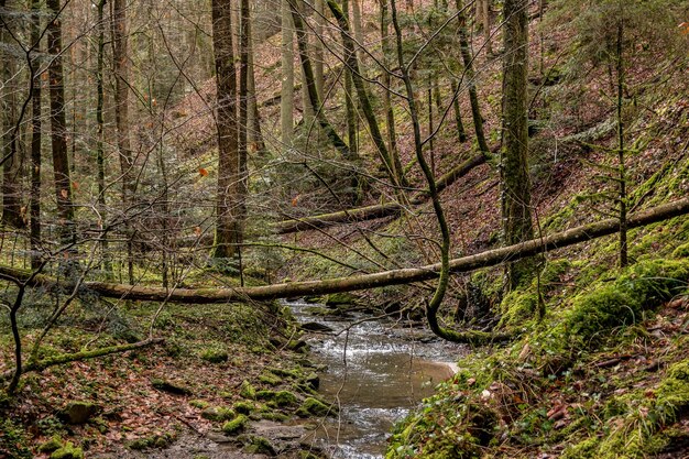 Foto plantas que crecen en el arroyo en el bosque