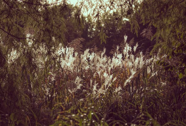 Foto plantas que crecen en el bosque