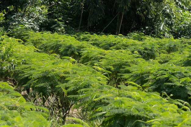 Plantas que crecen en el bosque