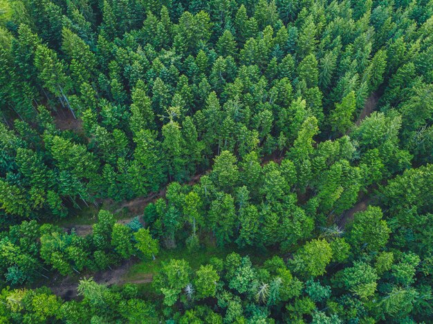 Plantas que crecen en el bosque