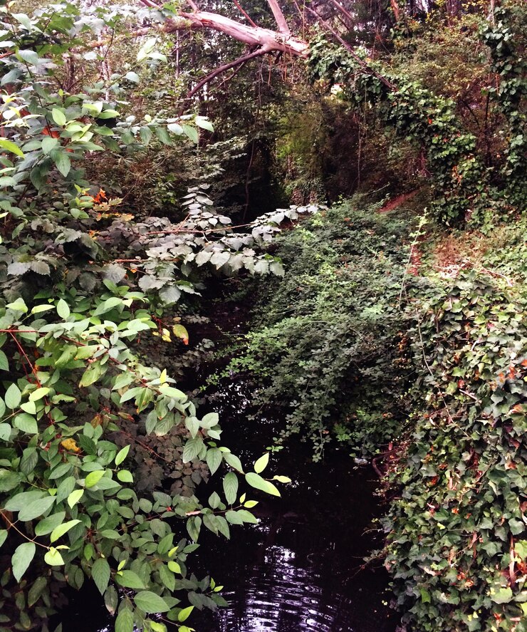 Foto plantas que crecen en el bosque