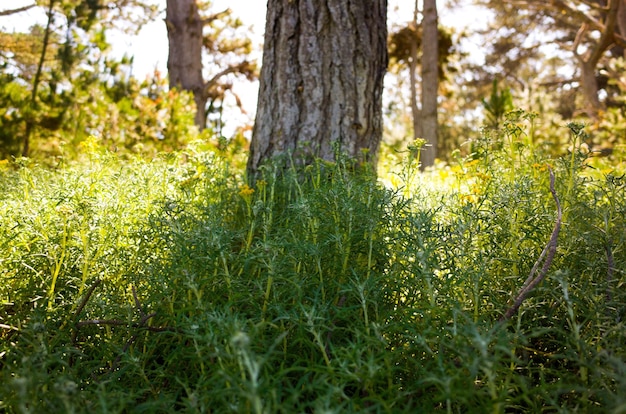 Plantas que crecen en el bosque.