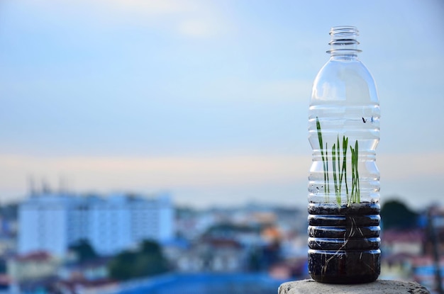 Foto plantas que crecen en botella contra el cielo