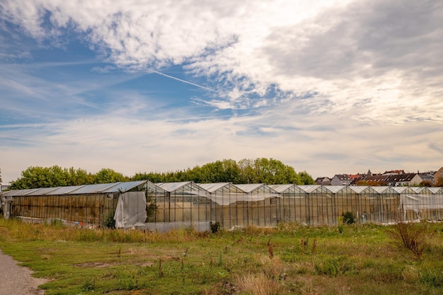 Foto plantas que crecen en el campo construyendo contra el cielo