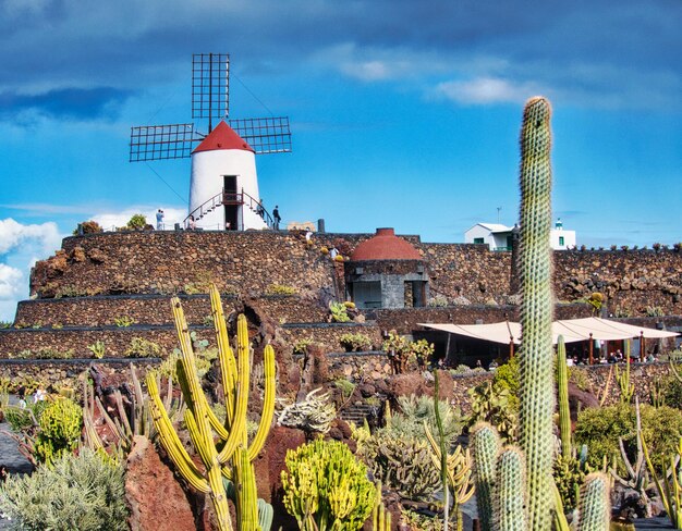 Foto plantas que crecen en el campo construyendo contra el cielo