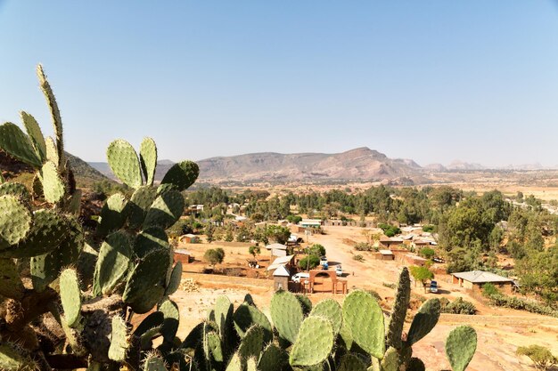 Plantas que crecen en el campo contra el cielo claro