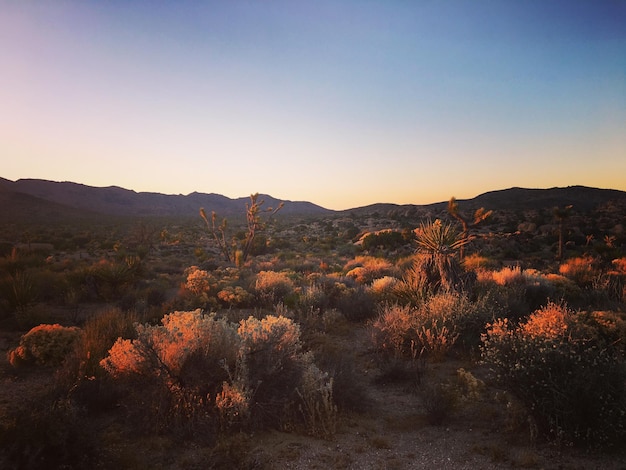 Plantas que crecen en el campo contra el cielo despejado en el desierto