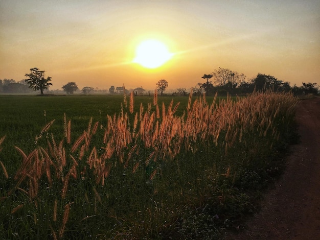 Foto plantas que crecen en el campo contra el cielo durante la puesta de sol