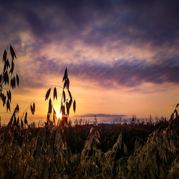 Plantas que crecen en el campo contra el cielo durante la puesta de sol