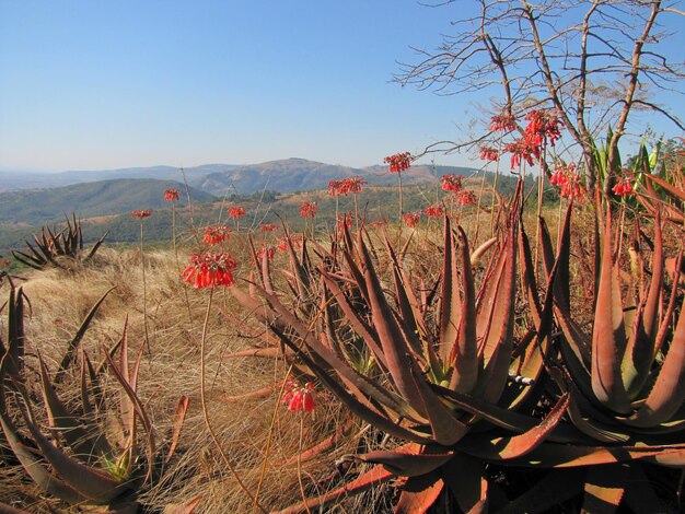 Foto plantas que crecen en el campo contra el cielo en swazilandia