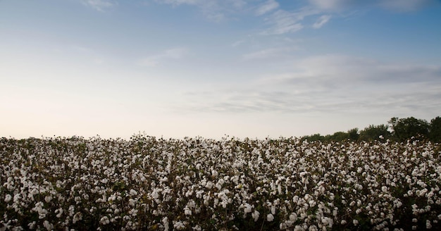 Foto plantas que crecen en el campo contra el cielo