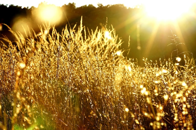 Plantas que crecen en el campo contra el sol brillante durante la puesta de sol