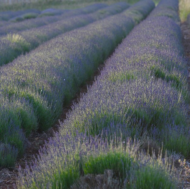 Plantas que crecen en el campo de hierba