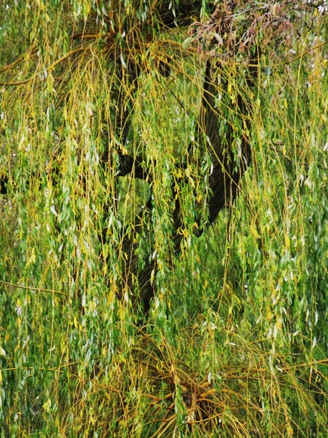 Foto plantas que crecen en el campo de hierba