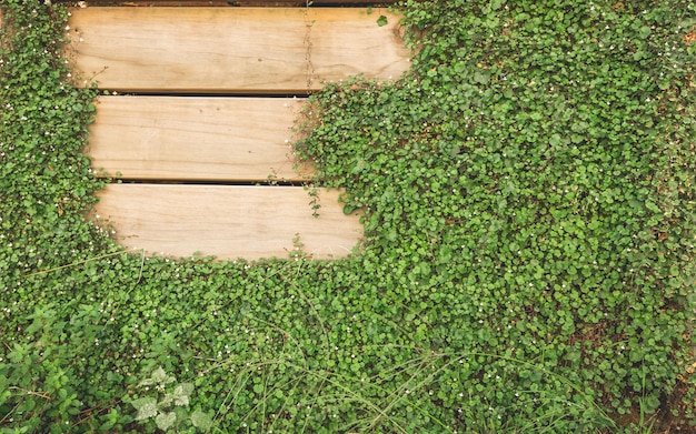 Foto plantas que crecen en el campo de hierba