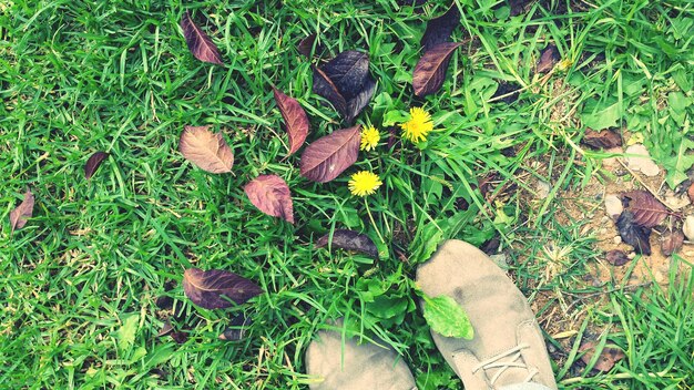 Foto plantas que crecen en el campo de hierba