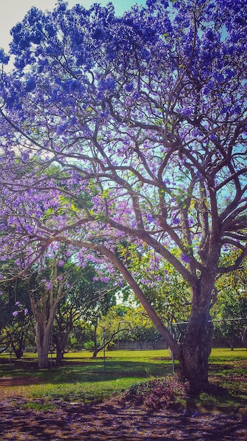 Foto plantas que crecen en el campo en el parque