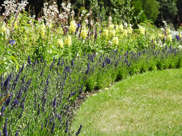 Plantas que crecen en el campo en el parque