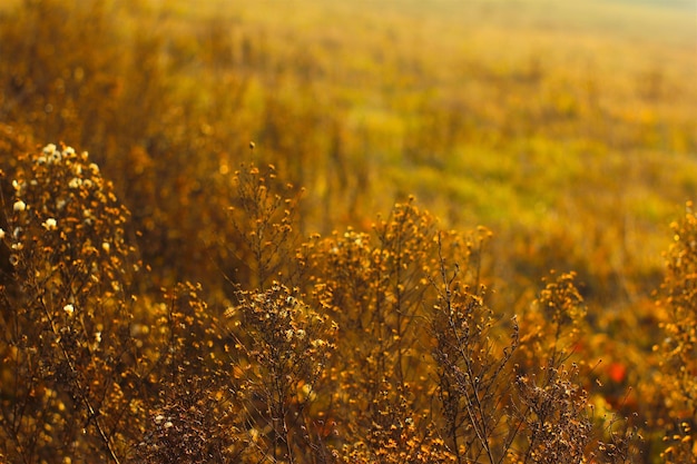 Foto plantas que crecen en el campo en tiempo de niebla