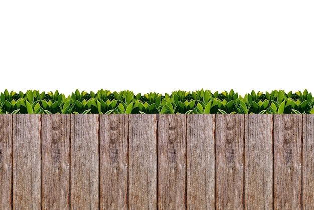 Foto plantas que crecen en el campo por la valla contra el cielo