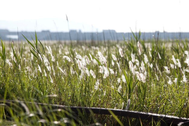 Foto plantas que crecen en el campo