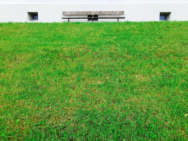 Foto plantas que crecen en el campo