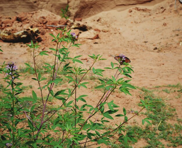 Plantas que crecen en el campo