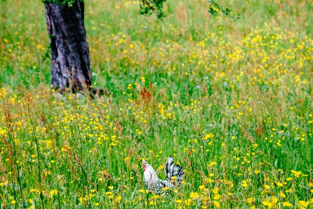 Plantas que crecen en el campo