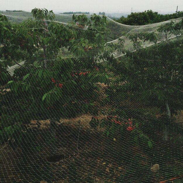 Foto plantas que crecen en el campo