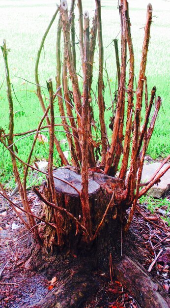 Foto plantas que crecen en el campo