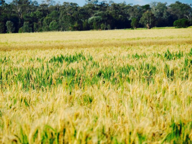 Plantas que crecen en el campo