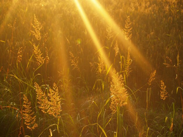 Foto plantas que crecen en el campo