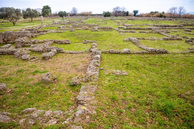 Plantas que crecen en el campo