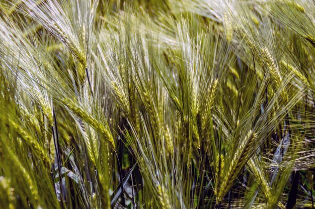 Plantas que crecen en el campo