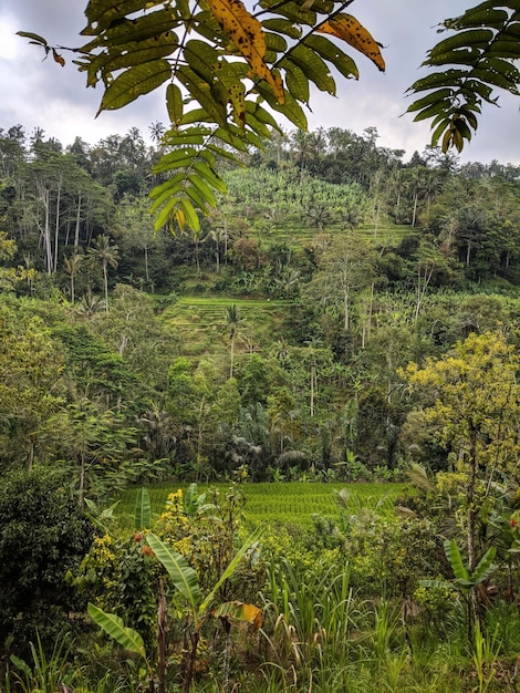 Foto plantas que crecen en el campo