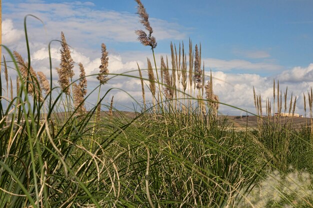Plantas que crecen en el campo